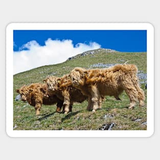 Highland cattle all in a row Sticker